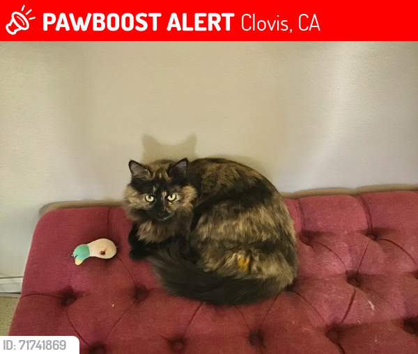 Lost Female Cat last seen Temperance and Gettysburg, Clovis, CA 93611