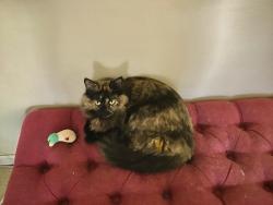 Lost Female Cat last seen Temperance and Gettysburg, Clovis, CA 93611