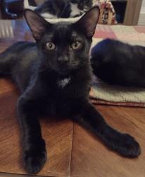 Lost Male Cat last seen Shallow Ford Rd and Falls Creek Rd in Salem, Salem, SC 29676