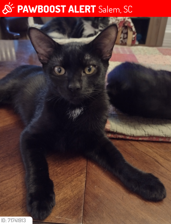 Lost Male Cat last seen Shallow Ford Rd and Falls Creek Rd in Salem, Salem, SC 29676