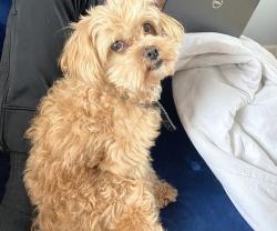Lost Male Dog last seen 51st Vilet, Milwaukee, WI 53208