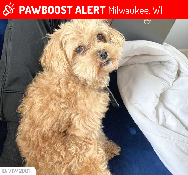 Lost Male Dog last seen 51st Vilet, Milwaukee, WI 53208