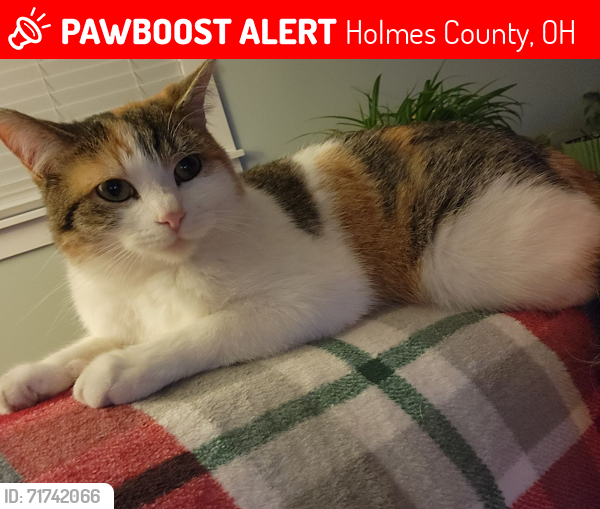 Lost Female Cat last seen twp Roads 511 & 508, Big Prairie, OH 44611