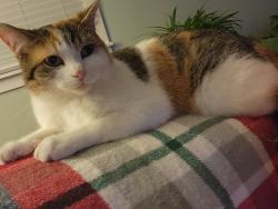 Lost Female Cat last seen twp Roads 511 & 508, Big Prairie, OH 44611