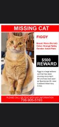 Lost Male Cat last seen Behind Beam cable co. And  CITIZENS newspaper, Phenix City, AL 31901