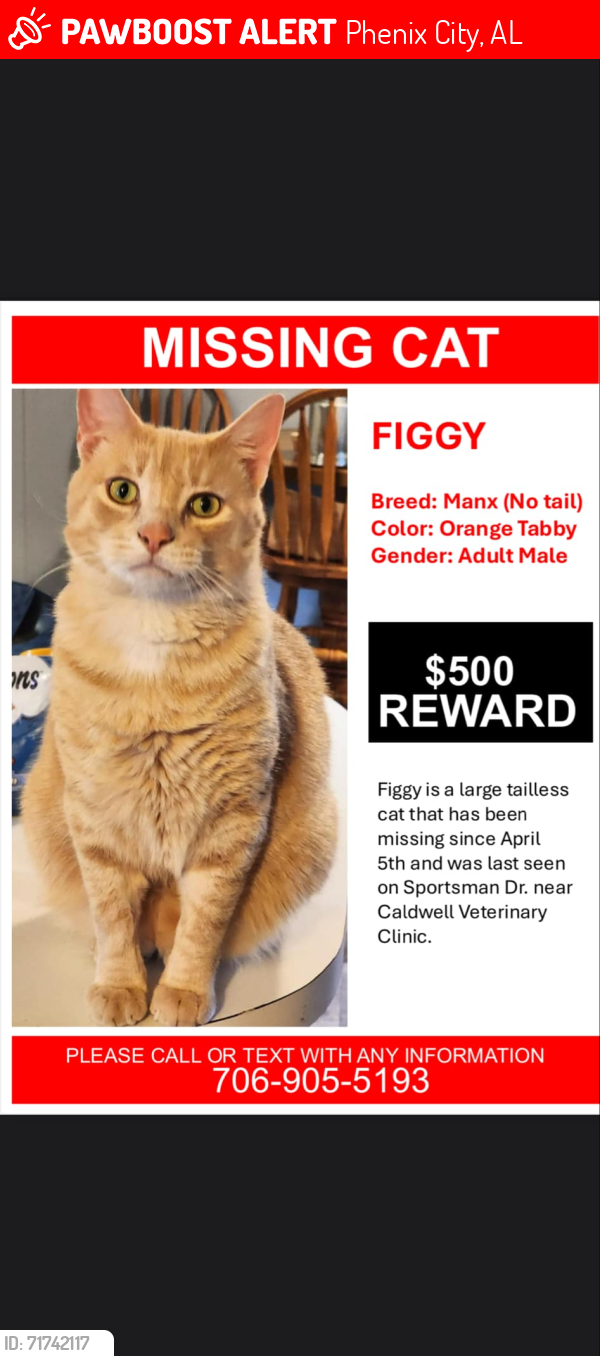 Lost Male Cat last seen Behind Beam cable co. And  CITIZENS newspaper, Phenix City, AL 31901
