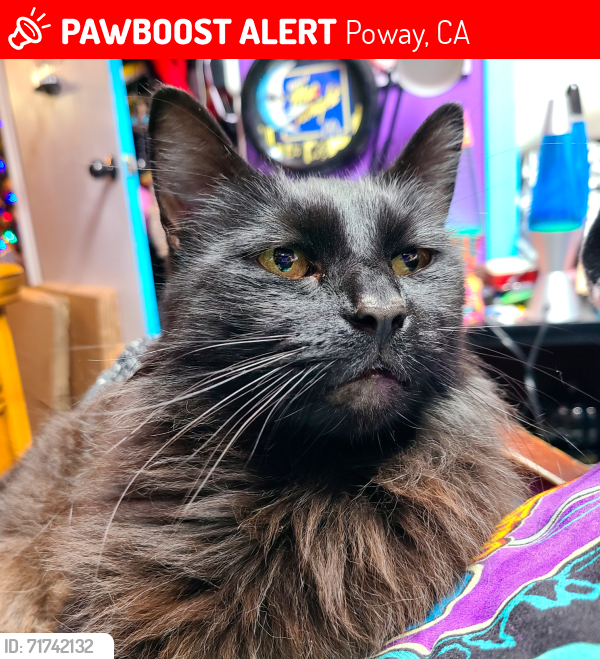 Lost Male Cat last seen Royal ests area, Poway, CA 92064