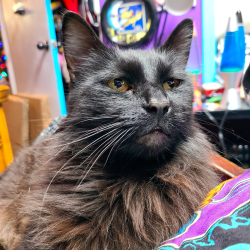 Lost Male Cat last seen Royal ests area, Poway, CA 92064