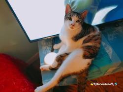 Lost Male Cat last seen *N. Jefferson, Beverly Hills, FL 34465