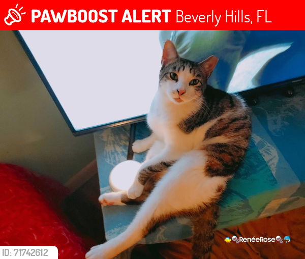 Lost Male Cat last seen *N. Jefferson, Beverly Hills, FL 34465