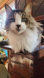Lost Male Cat last seen Toms Falls, Woodcliff, Mountain Cove, Middlefork, Bat Cave, Hendersonville, NC 28792
