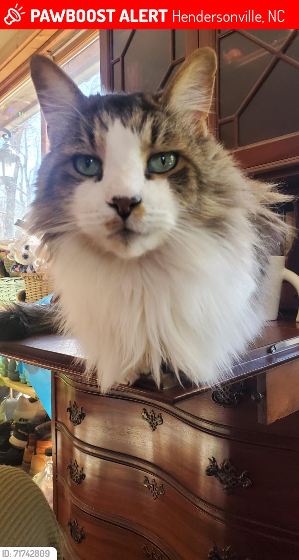 Lost Male Cat last seen Toms Falls, Woodcliff, Mountain Cove, Middlefork, Bat Cave, Hendersonville, NC 28792