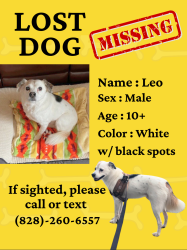 Lost Male Dog last seen Near white oak gap rd. Asheville NC 28803, Asheville, NC 28803