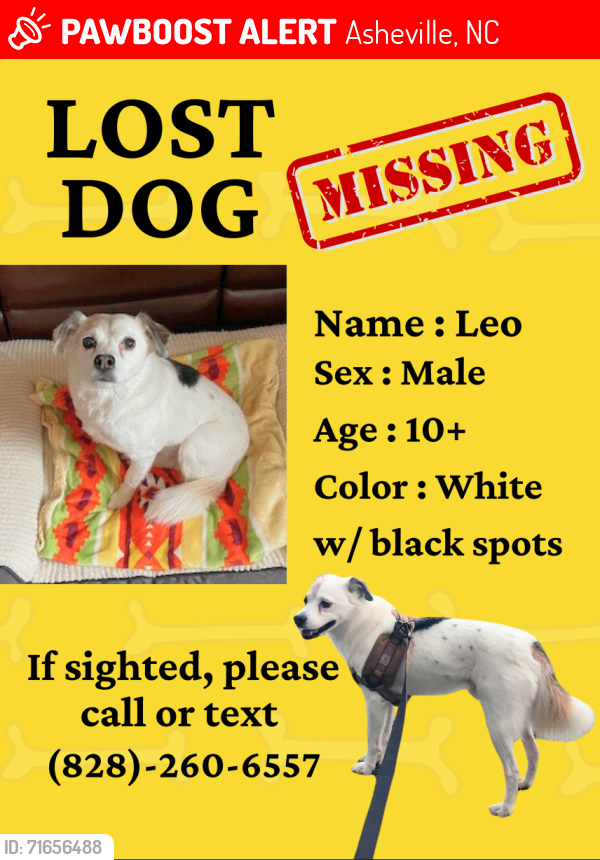 Lost Male Dog last seen Near white oak gap rd. Asheville NC 28803, Asheville, NC 28803
