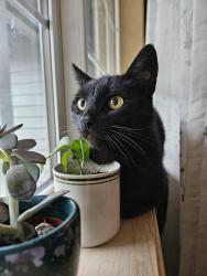 Lost Male Cat last seen Madison Elementary, Mount Vernon, WA 98273