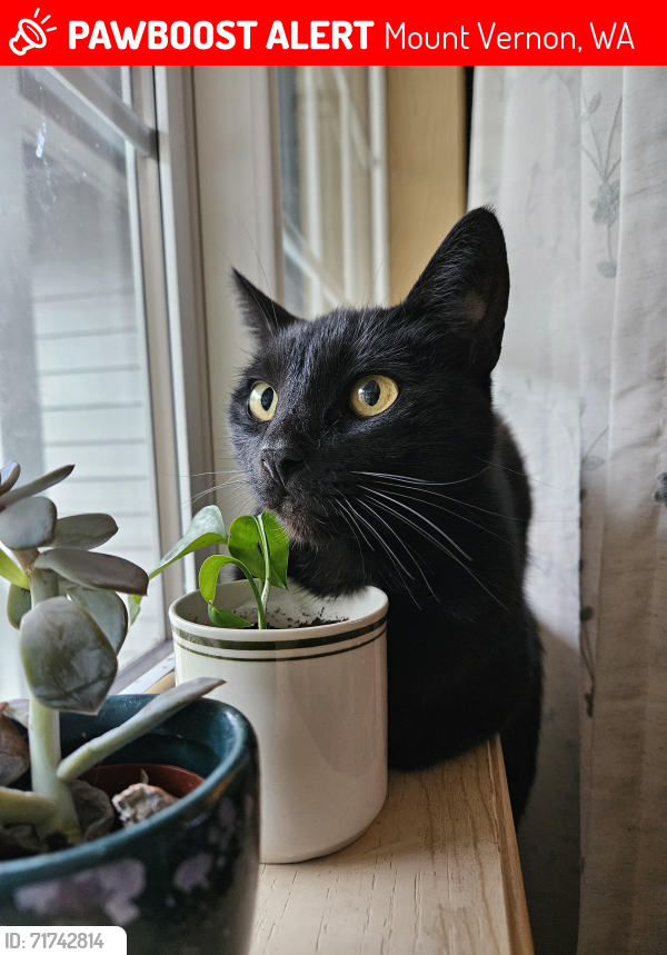 Lost Male Cat last seen Madison Elementary, Mount Vernon, WA 98273