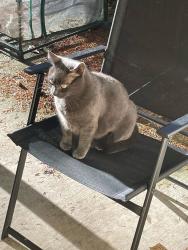 Lost Male Cat last seen Fire Department, Community Center, Langley, WA 98260