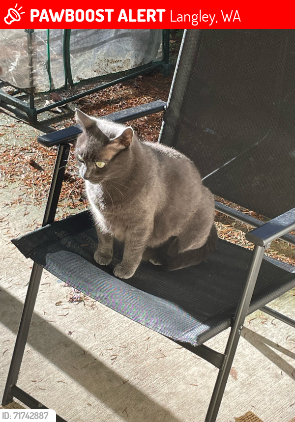 Lost Male Cat last seen Fire Department, Community Center, Langley, WA 98260