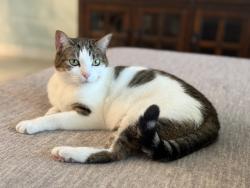 Lost Female Cat last seen Near Hebron Dr, Merritt Island, FL 32953