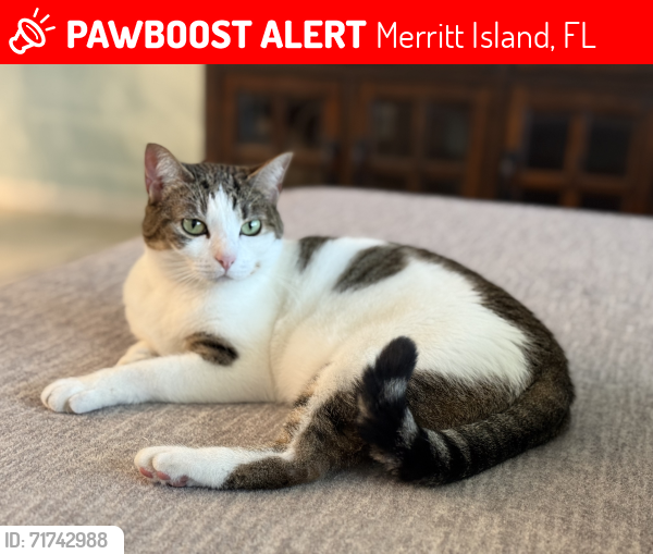 Lost Female Cat last seen Near Hebron Dr, Merritt Island, FL 32953
