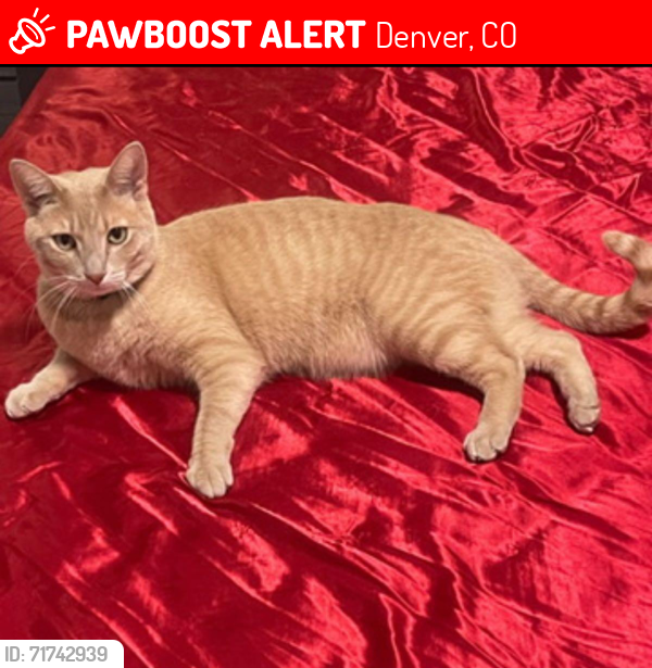 Lost Male Cat last seen Maxwell & chambers, Denver, CO 80239