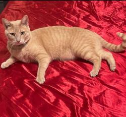 Lost Male Cat last seen Maxwell & chambers, Denver, CO 80239