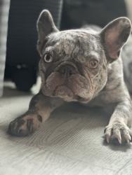 Lost Female Dog last seen 5th and Wilton, Los Angeles, CA 90020