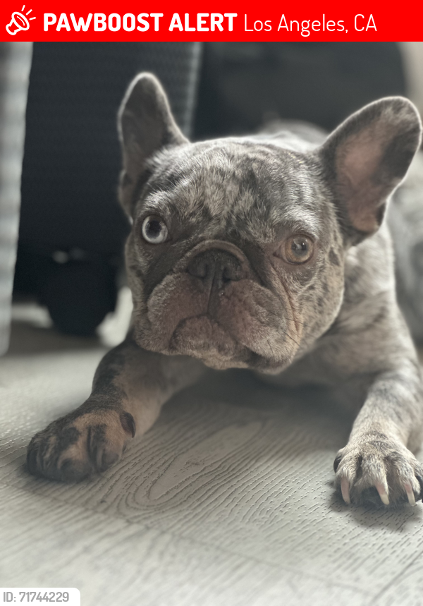 Lost Female Dog last seen 5th and Wilton, Los Angeles, CA 90020