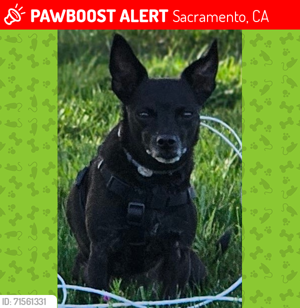 Lost Female Dog last seen North B St & Ahern St. , Sacramento, CA 95811