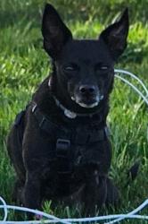 Lost Female Dog last seen North B St & Ahern St. , Sacramento, CA 95811