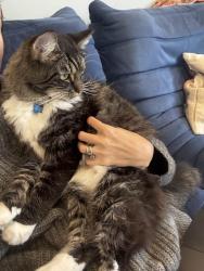 Lost Male Cat last seen Second street, Ashbury, 2193, Sydney, Ashbury, NSW 2193