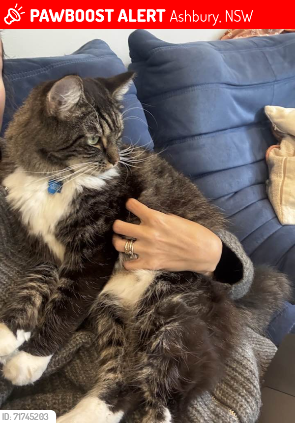 Lost Male Cat last seen Second street, Ashbury, 2193, Sydney, Ashbury, NSW 2193