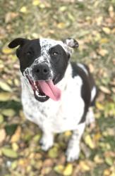 Lost Male Dog last seen East 1st street, buttonwillow, Buttonwillow, CA 93206