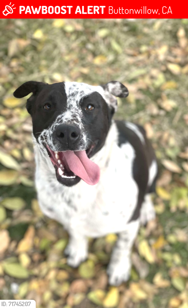 Lost Male Dog last seen East 1st street, buttonwillow, Buttonwillow, CA 93206
