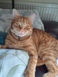 Lost Male Cat last seen At  :- Dairy Barn PE33 9DW , Barton Bendish, England PE33 9DW