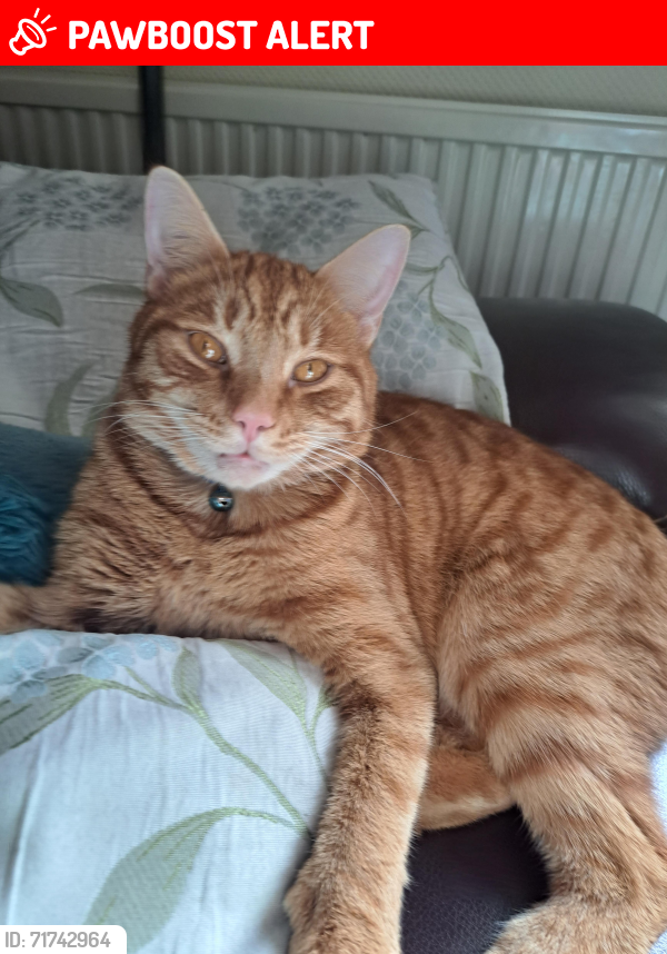 Lost Male Cat last seen At  :- Dairy Barn PE33 9DW , Barton Bendish, England PE33 9DW
