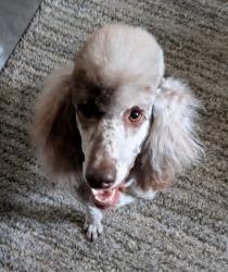 Lost Female Dog last seen Mount Vernon and Green St, Wichita, KS 67211