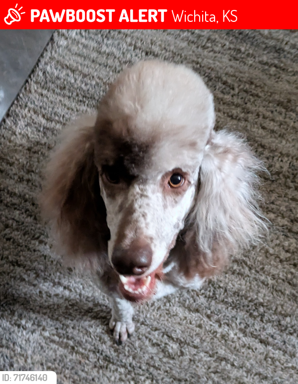 Lost Female Dog last seen Mount Vernon and Green St, Wichita, KS 67211