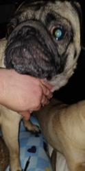 Lost Male Dog last seen Bandera East Skyview/West Skyview, San Antonio, TX 78228