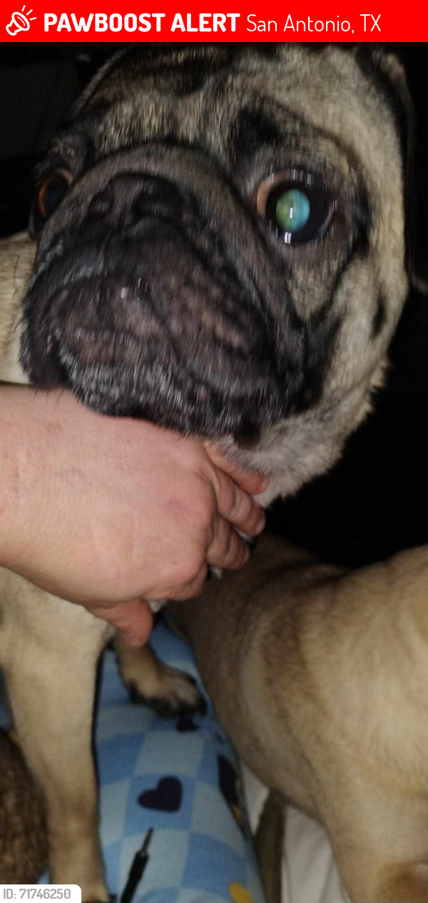 Lost Male Dog last seen Bandera East Skyview/West Skyview, San Antonio, TX 78228
