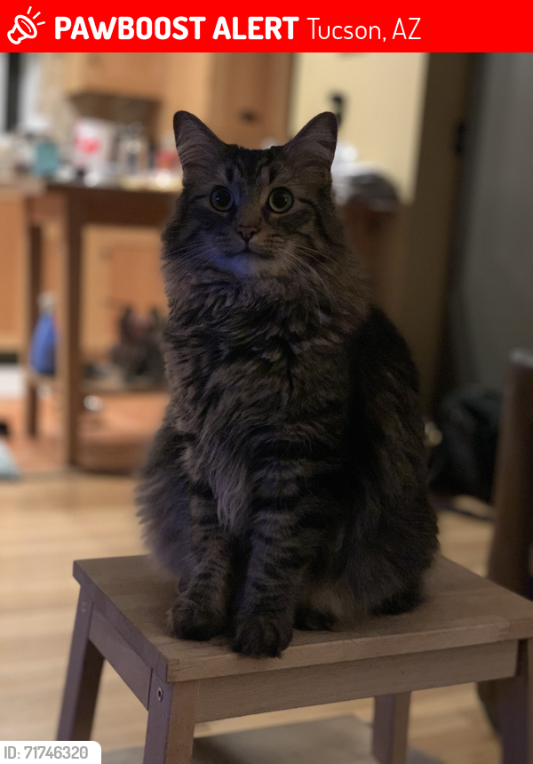Lost Male Cat last seen Near North Paseo de las Canchas, Tucson, AZ 85716