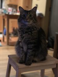 Lost Male Cat last seen Near North Paseo de las Canchas, Tucson, AZ 85716
