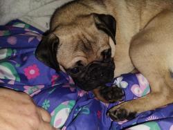 Lost Male Dog last seen Bandera East Skyview/West Skyview, San Antonio, TX 78228
