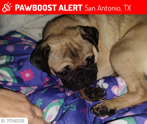 Lost Male Dog last seen Bandera East Skyview/West Skyview, San Antonio, TX 78228