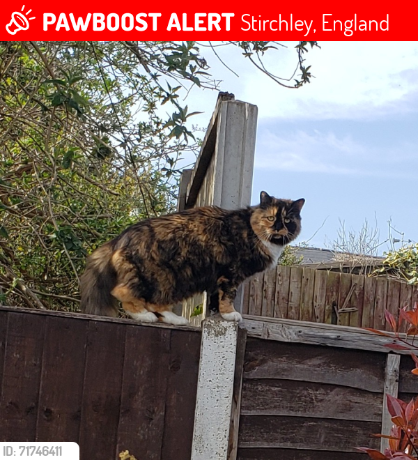 Lost Female Cat last seen York Close, B30, Stirchley, England 