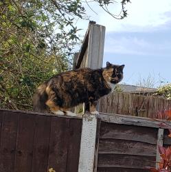 Lost Female Cat last seen York Close, B30, Stirchley, England 