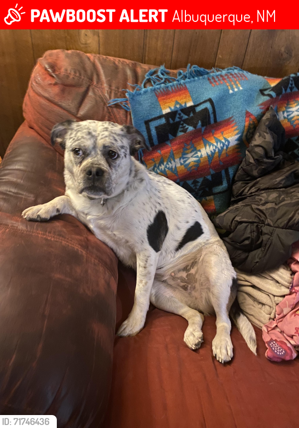Albuquerque, NM Lost Female Dog, Zion Is Missing PawBoost