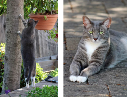 Lost Female Cat last seen Hwy101/next to Allan Hancock Vineyard , Los Alamos, CA 93440