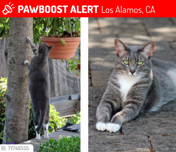 Lost Female Cat last seen Hwy101/next to Allan Hancock Vineyard , Los Alamos, CA 93440