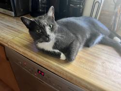 Lost Male Cat last seen New Haw Creek Rd., Asheville, NC 28805